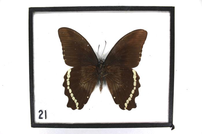 Butterfly, Papilio desmondi