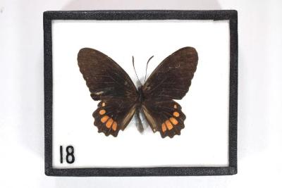 Butterfly, Papilio polycelus