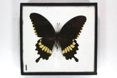 Butterfly, Papilio polytes