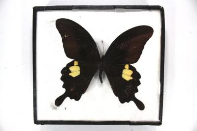 Butterfly, Papilio helenus