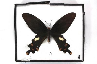 Butterfly, Byasa polyeuctes
