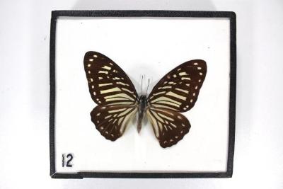 Butterfly, Graphium macareus