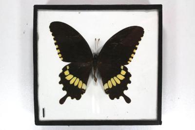 Butterfly, Papilio polytes