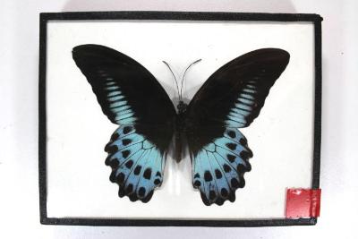 Butterfly, Papilio polymnestor