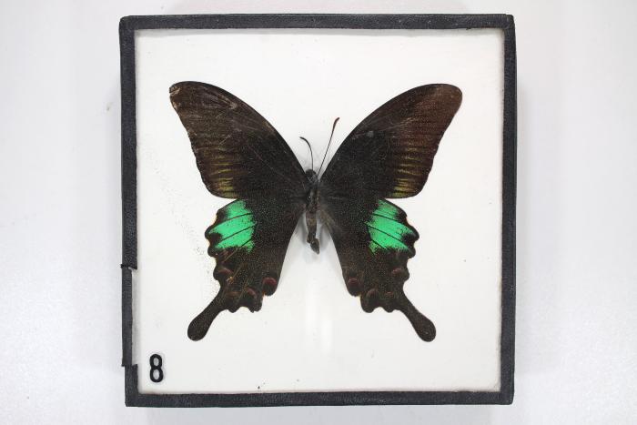 Common Peacock
