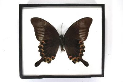Butterfly, Papilio paris