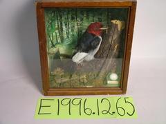 Woodpecker, Red-headed, School Loan Collection