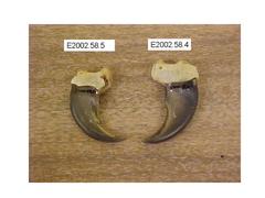 Black Bear Claws, Front, 2, Ursus Americanus