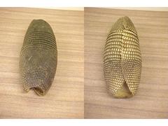 Armadillo Shell Dasypus Nomemcinctus