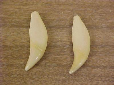Black Bear Teeth, Canine, 2, Ursus Americanus