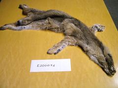 Bobcat Lynx Rufus Pelt