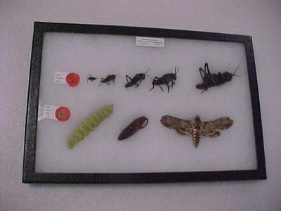 Grasshopper, Moth Metamorphosis Set: Romalea Microptera & Manduca  Sexta