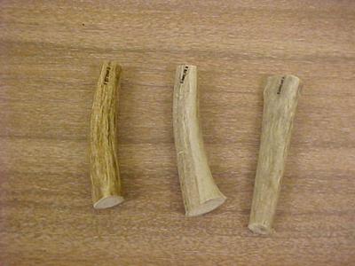 Mule Deer Antler Tines, 3, Odocoileus Hemionus