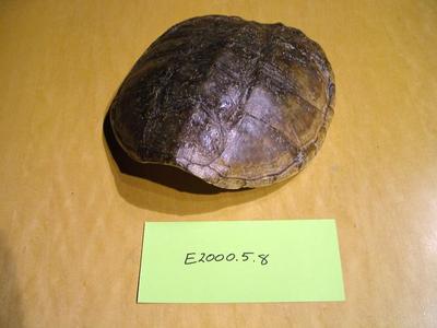 Shell Of Snapping Turtle, Chelydra Serpentina