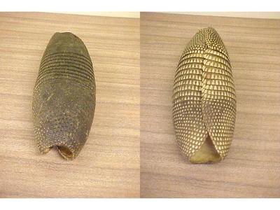 Armadillo Shell Dasypus Nomemcinctus