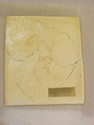 Archaeopteryx Lithographica, Cast Replica