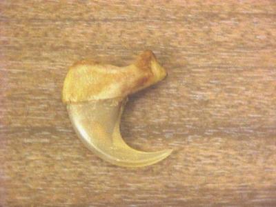 Mountain Lion Claw, Front, Felis Concolor Puma