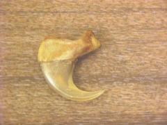 Mountain Lion Claw, Front, Felis Concolor Puma