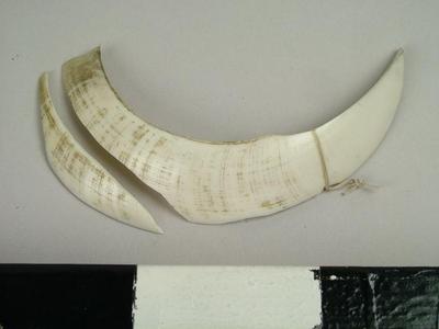 Currency, Boar Tusk