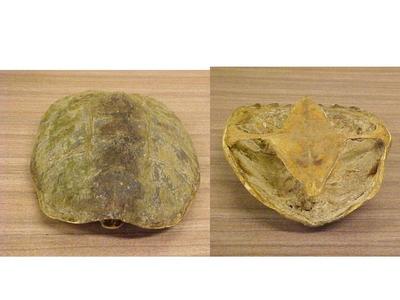 Snapping Turtle Shell Chelydra Serpentina