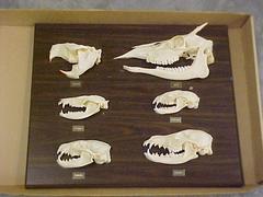 Skull Comparative Plaque, Deer, Beaver, Oppossum, Raccoon, Badger, Coyote