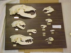 Skull Predator/prey Plaque, Bear, Bobcat, Coyote, Mink, Rabbit,  Squirrel, Gopher, Mouse, Mole, Pheasant