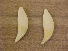 Black Bear Teeth, Canine, 2, Ursus Americanus