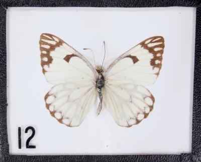 Butterfly, Belenois aurota