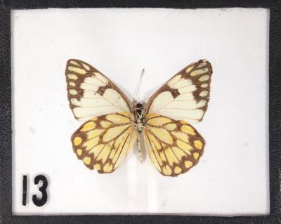 Butterfly, Belenois aurota
