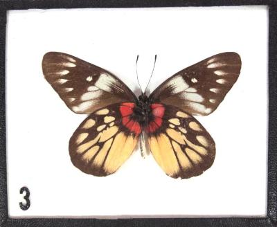 Butterfly, Delias pasithoe