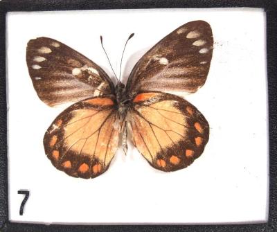 Butterfly, Delias eumolpe
