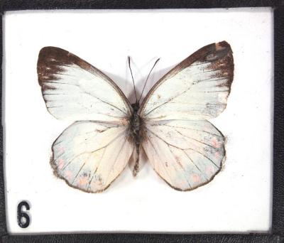 Butterfly, Delias eumolpe