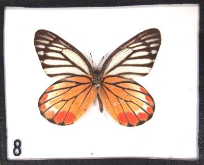 Butterfly, Delias hyparete