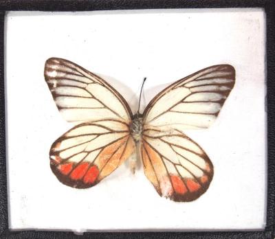 Butterfly, Delias hyparete