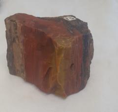 Silicified Wood