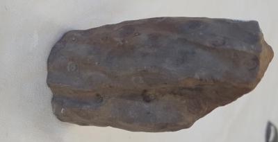 Stigmaria, root-like structure