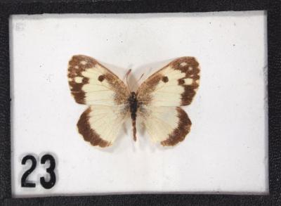 Butterfly, Colotis vestalis
