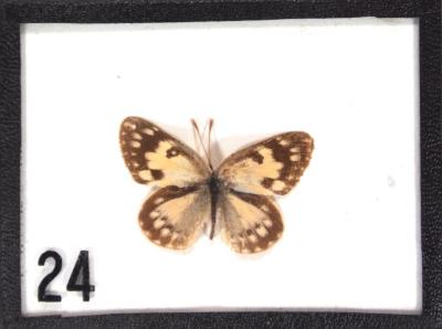 Butterfly, Colotis amata