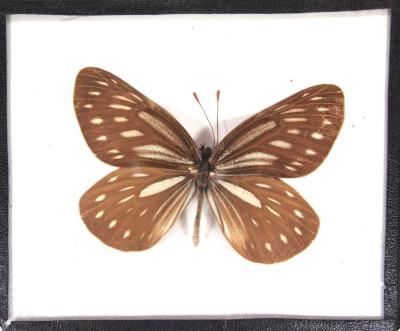 Butterfly, Aporia agathon
