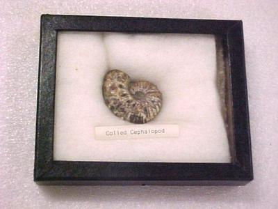 Cephalopod In Riker Mount Box