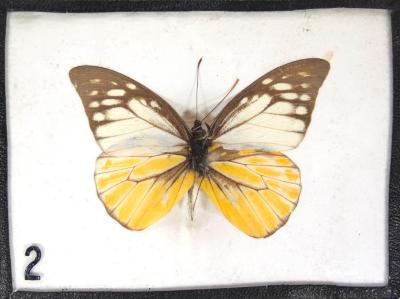 Butterfly, Prioneris thestylis