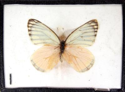 Butterfly, Prioneris thestylis