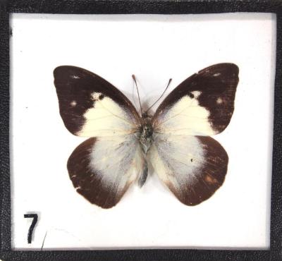 Butterfly, Appias paulina