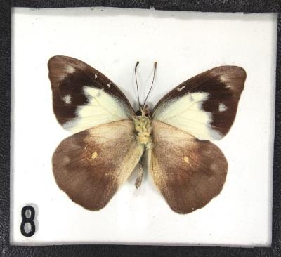 Butterfly, Appias paulina