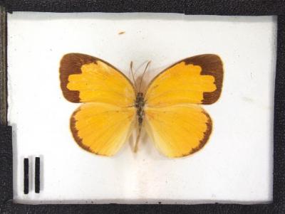 Butterfly, Eurema hecabe