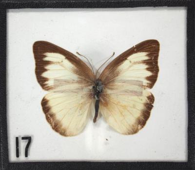 Butterfly, Unidentified
