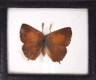 Butterfly, Habrodais grunus