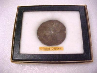 Sand Dollar