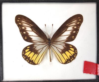 Butterfly, Ideopsis vitrea