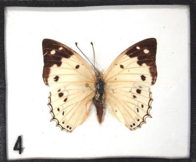 Butterfly, Helcyra hemina